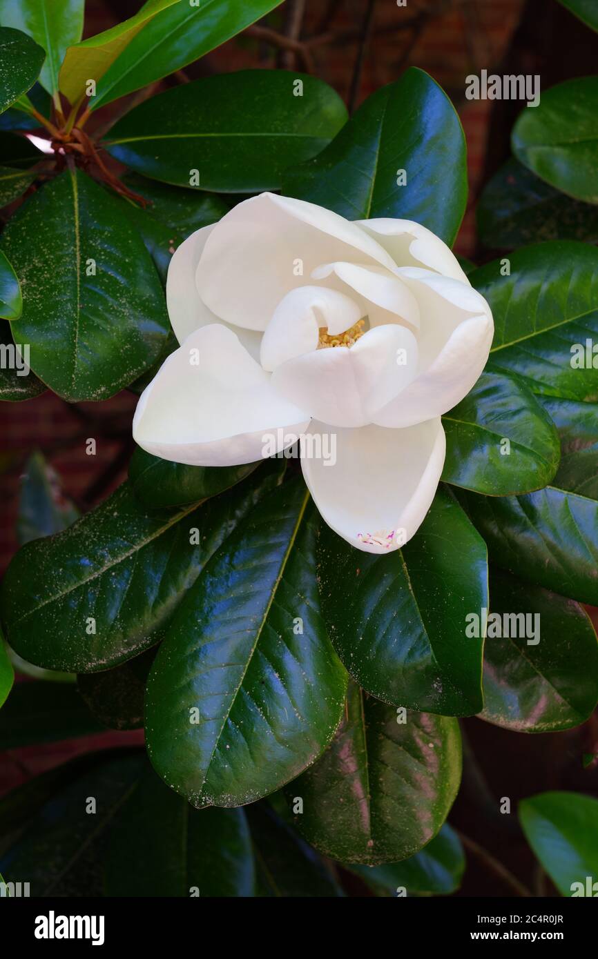 Fiore bianco d'Avorio di un albero della magnolia Meridionale Foto Stock