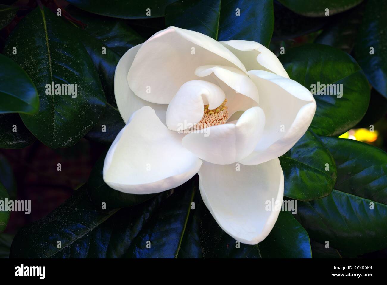 Fiore bianco d'Avorio di un albero della magnolia Meridionale Foto Stock