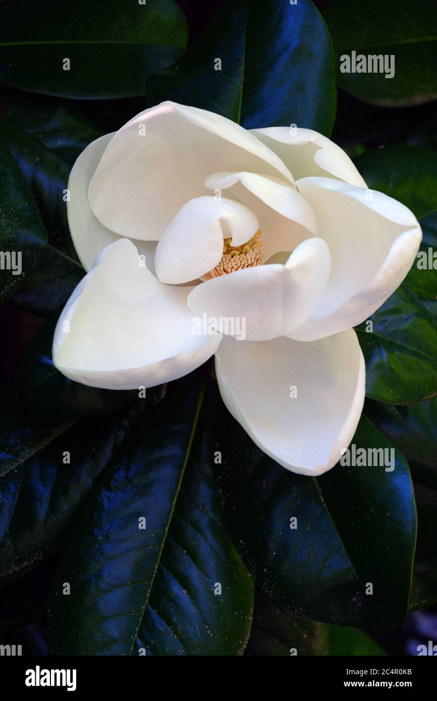 Fiore bianco d'Avorio di un albero della magnolia Meridionale Foto Stock