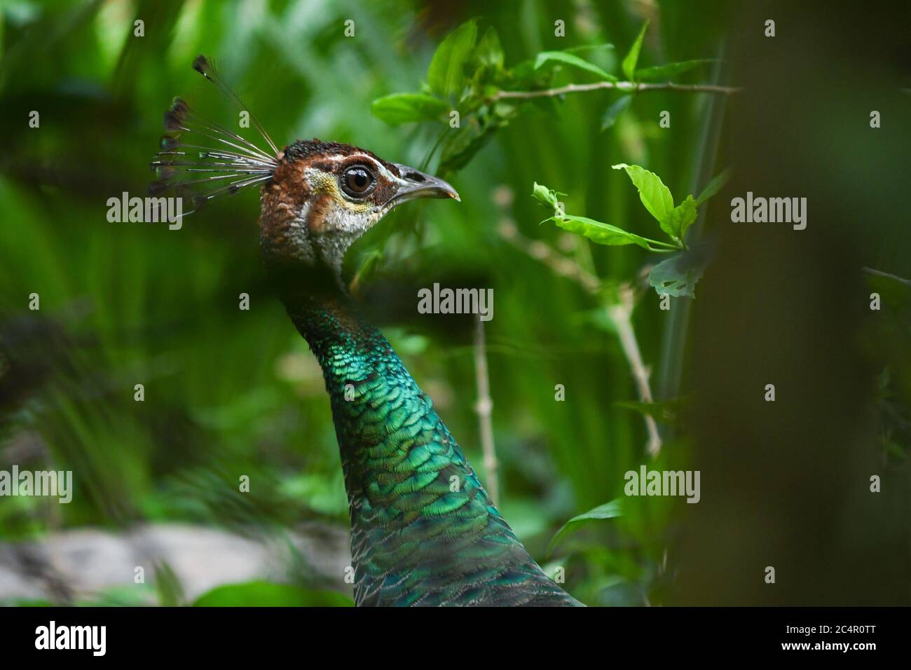 Primo piano pavone indiano. pavone con collo testurizzato di colore verde. Sfondo della fauna selvatica Foto Stock