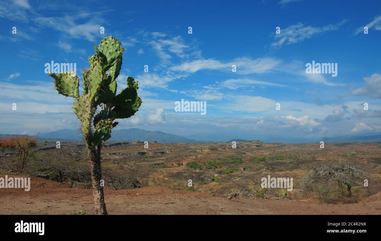 Cactus nel deserto della Tatacoa (deserto di Tatacoa) a Villavieja, Huila / Colombia Foto Stock