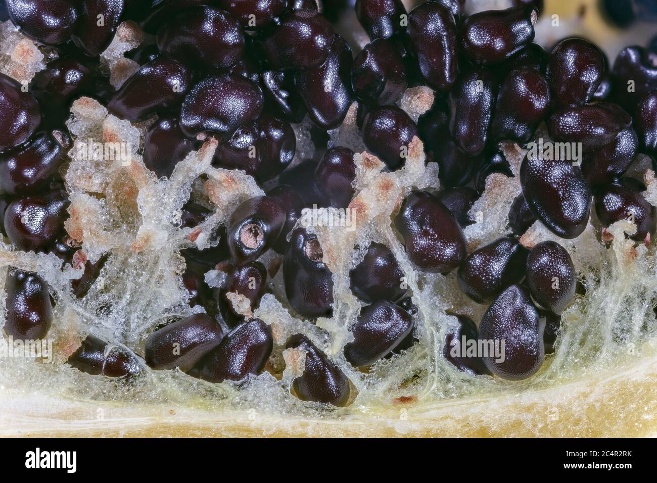 Anatomia di un pesce uncino Barrel Cactus frutta Foto Stock