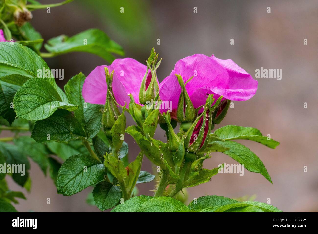 Hagebutten Blüte, Wild Rose mit Knospen in violett, lila Foto Stock