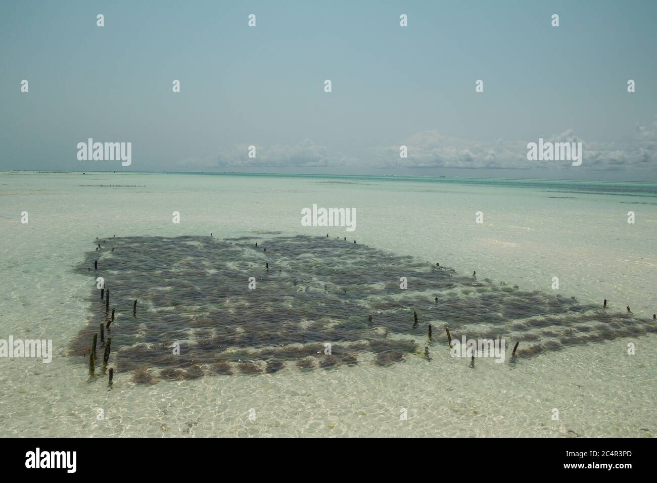 Una fattoria di alghe nell'oceano al largo della costa di Jambiani a Zanzibar, Tanzania Foto Stock