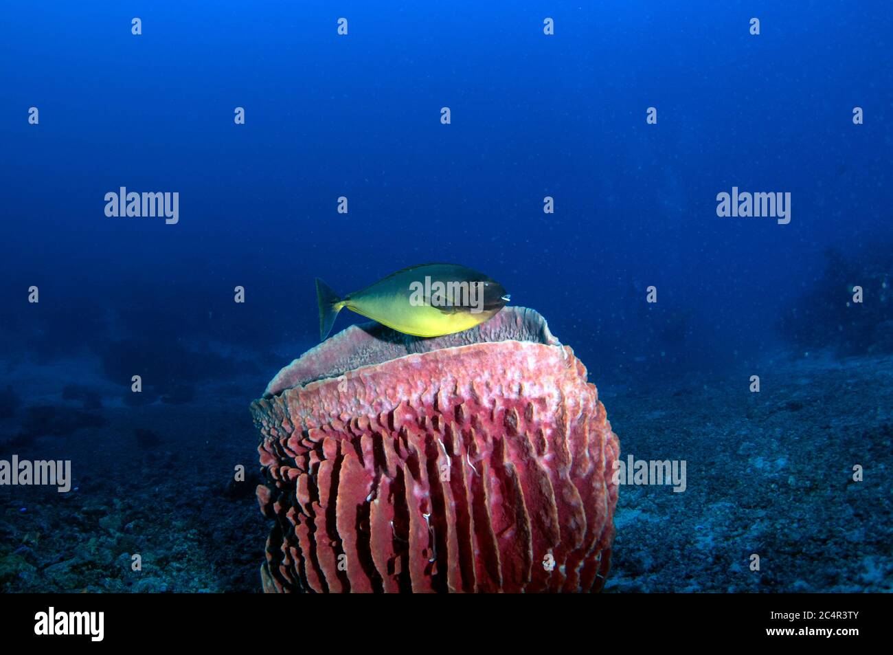 Pesce unicornfico, naso hexacanthus, si sposta su una spugna di Barrel, Xestospongia testudinaria, Isola di Sipadan, Malesia Foto Stock
