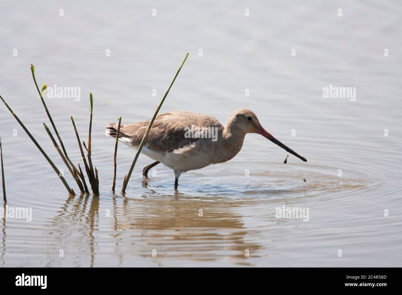 Godwit dalla coda nera, Limosa limosa, singolo adulto in piedi in acqua. MINSMSMERE, Suffolk, Regno Unito. Foto Stock