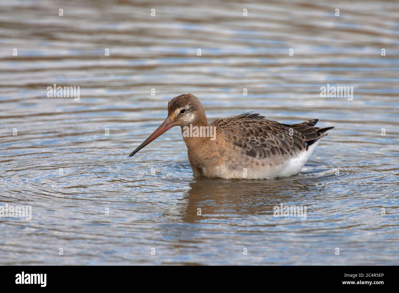Godwit dalla coda nera, Limosa limosa, singolo adulto in piedi in acqua. MINSMSMERE, Suffolk, Regno Unito. Foto Stock