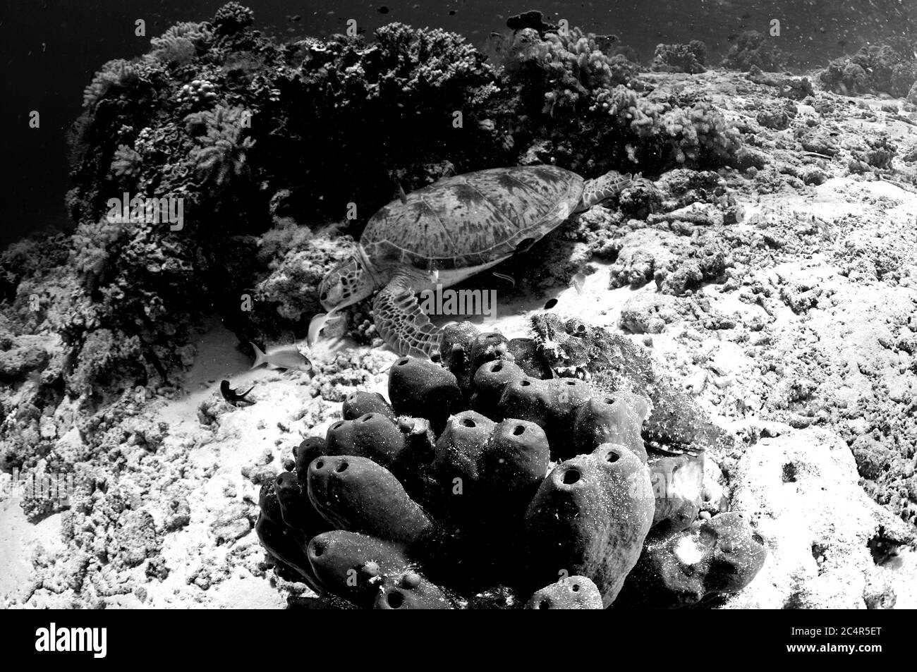 Tartaruga marina verde, Chelonia mydas, su una barriera corallina tropicale, Isola di Sipadan, Malesia Foto Stock