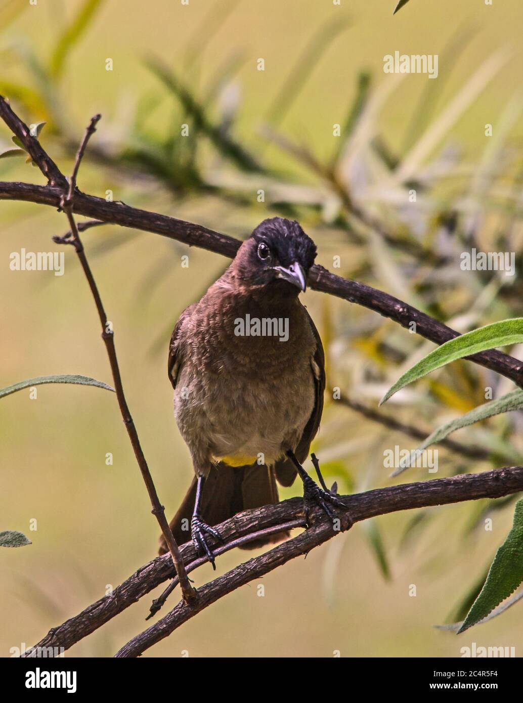 Bulbul Pyconotus tricolore con tappo scuro 8080 Foto Stock