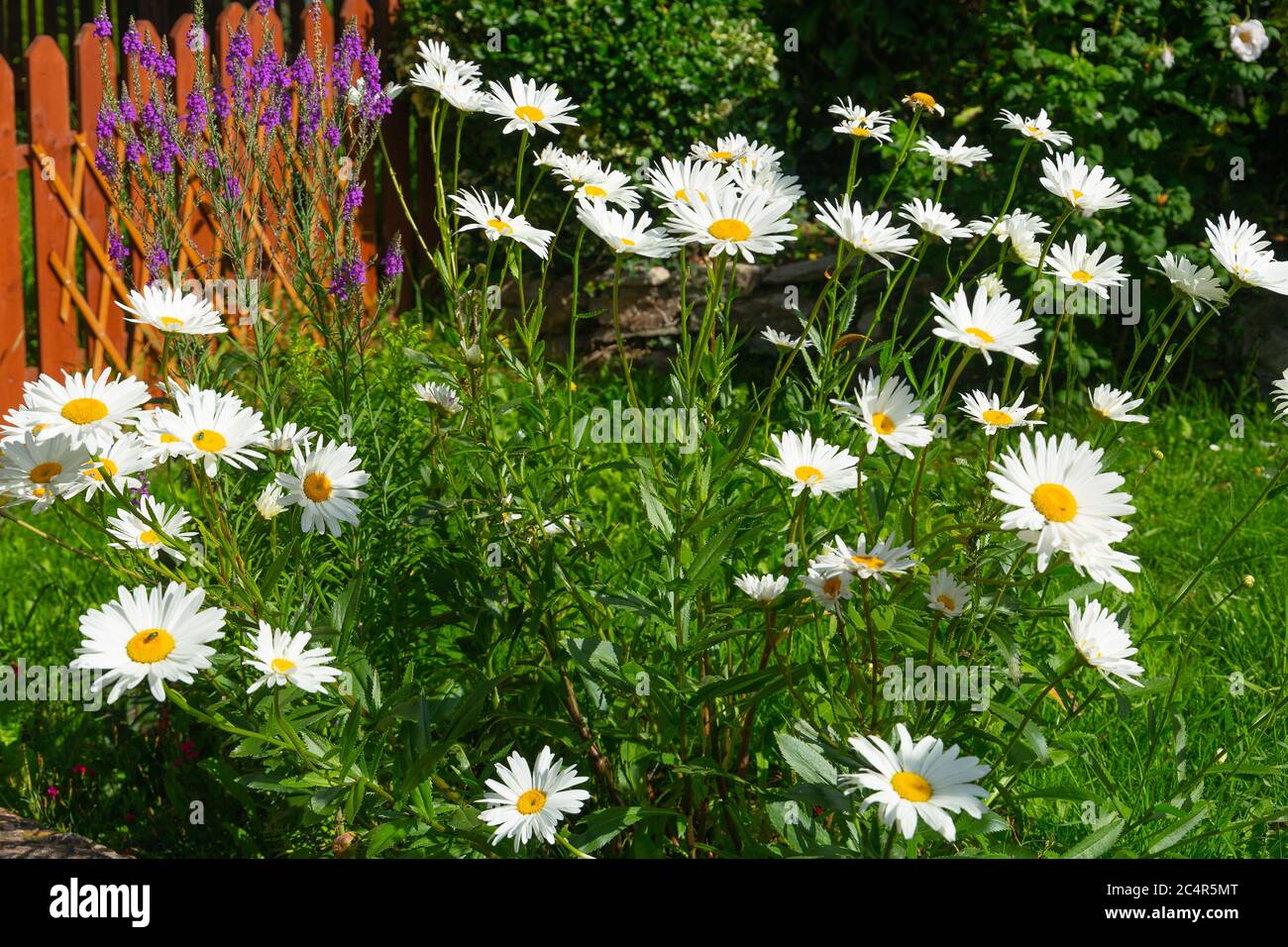 Leucanthemum x superbum, la margherita shasta fuori in piena esposizione durante le giornate di sole Foto Stock