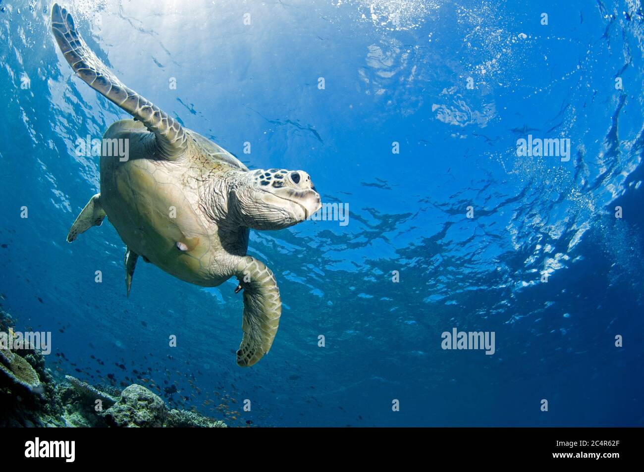 Tartaruga verde, Chelonia mydas, Isola di Sipadan, Malesia Foto Stock