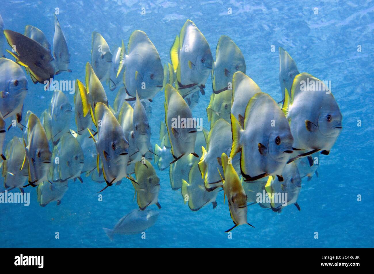 Scuola di spadefish dorato, Platax boersii, Isola di Sipadan, Malesia Foto Stock
