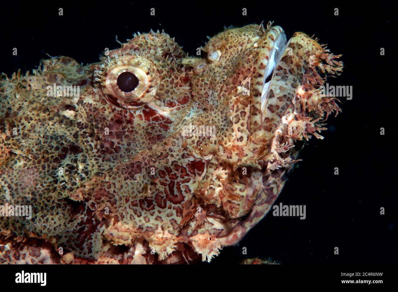 Dettaglio della testa di uno scorfano dipinto, Parascorpaena pitta, Mabul Kapalai, Malesia Foto Stock