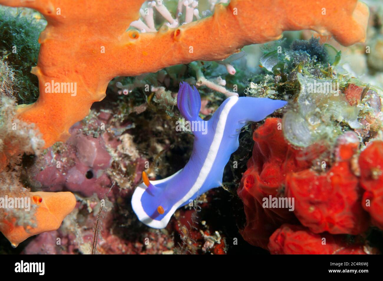 Nudiranch, Hypselodoris bullockii, Mabul Kapalai, Malesia Foto Stock
