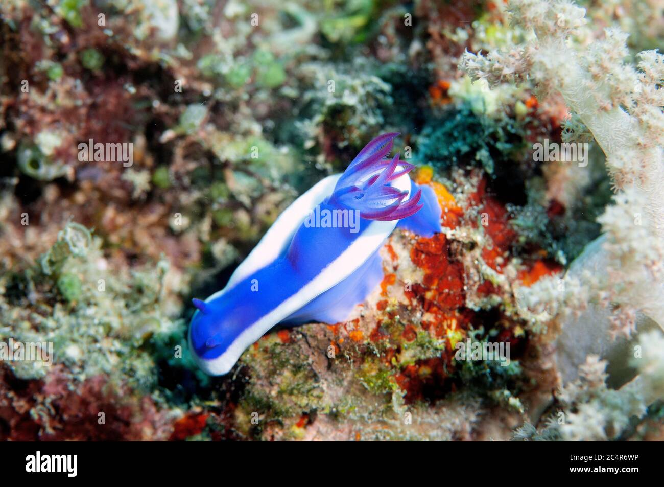 Nudiranch, Hypselodoris bullockii, Mabul Kapalai, Malesia Foto Stock
