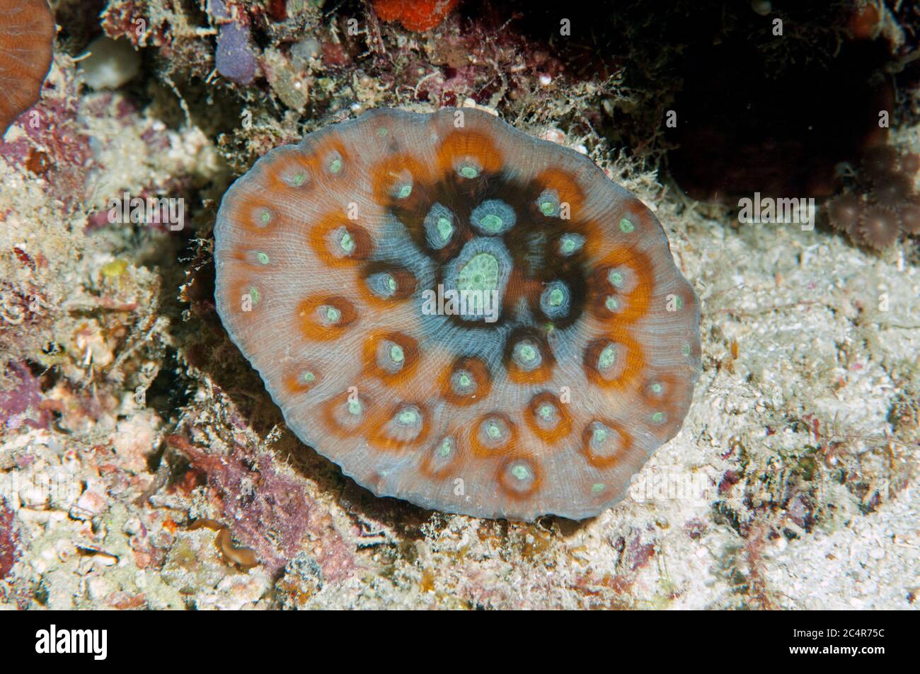 Corallo di piastra, Mabul Kapalai, Malesia Foto Stock