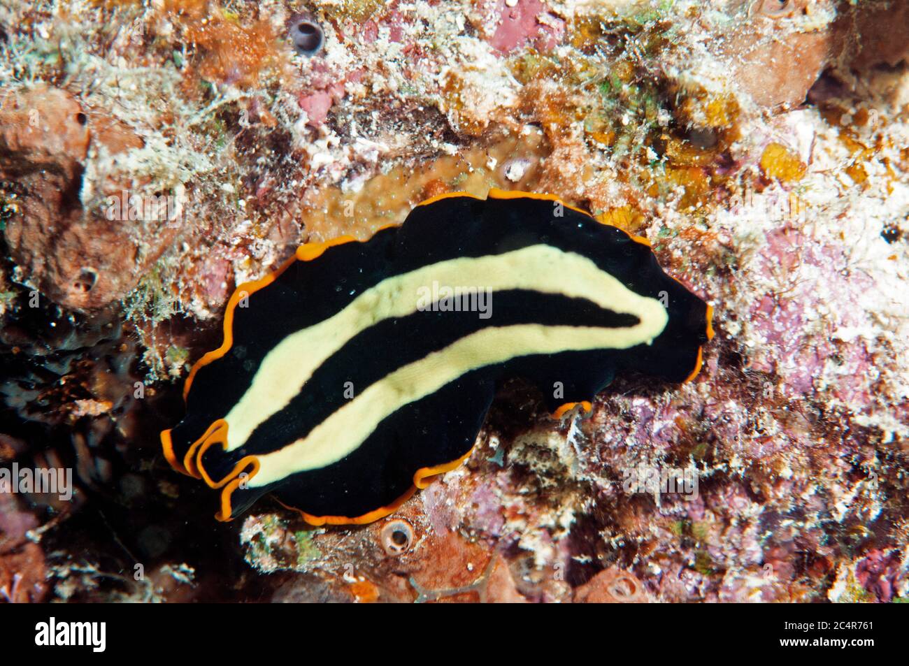 Vite senza fine piatta, Mabul Kapalai, Malesia Foto Stock