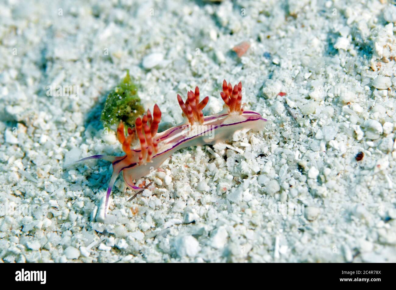 Slug di mare o aeolid nudiranch, Coryphellina rubrolineata, Mabul Kapalai, Malesia Foto Stock