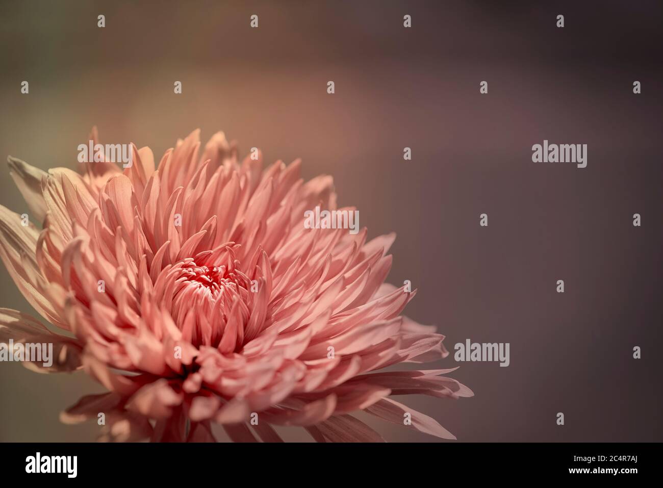 Chrysantheum color pesca rosa su sfondo morbido Foto Stock