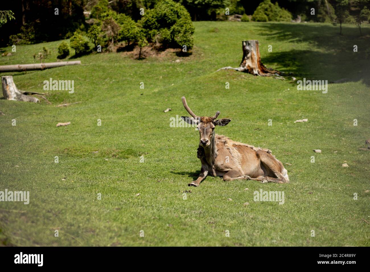 Old Deer giace sull'erba in una giornata di sole. Foto Stock