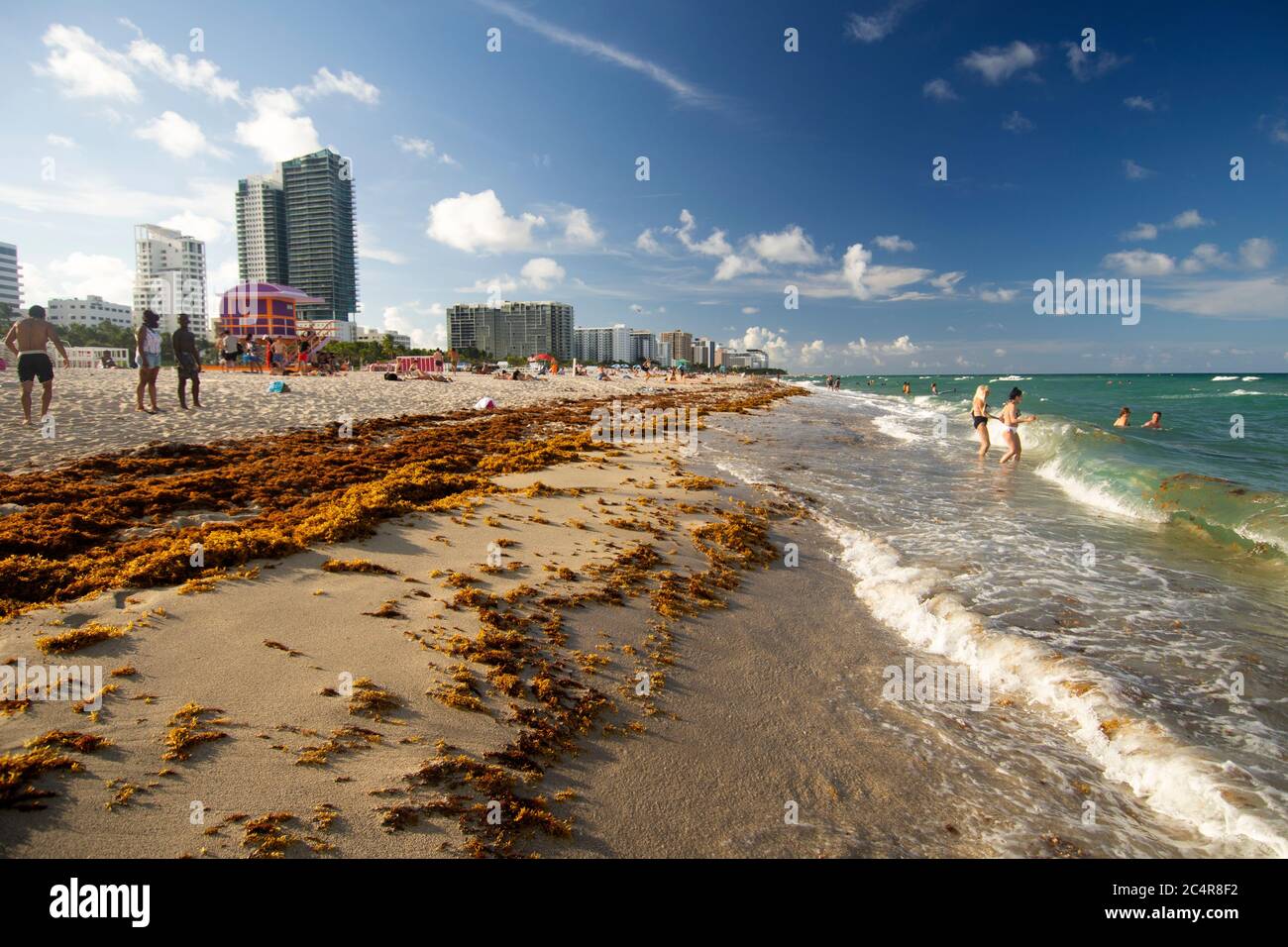 Zattere di alghe brune, Sargassum sp., si accumulano sulle rive di Miami Beach, Florida, USA Foto Stock