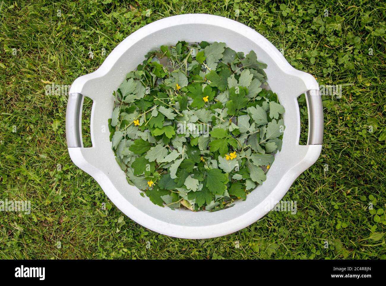 Foglie di Chelidonium majus (anche note: Maggiore celandina, capezzolo, perneno o tetterwort) che si immerge in acqua per rendere inscect repellente atossico. Foto Stock
