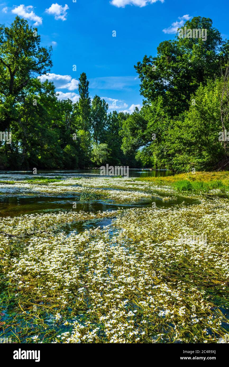 Floating Water-Plantain (Luronium natans) sul fiume Creuse, sud-Touraine, Francia. Foto Stock