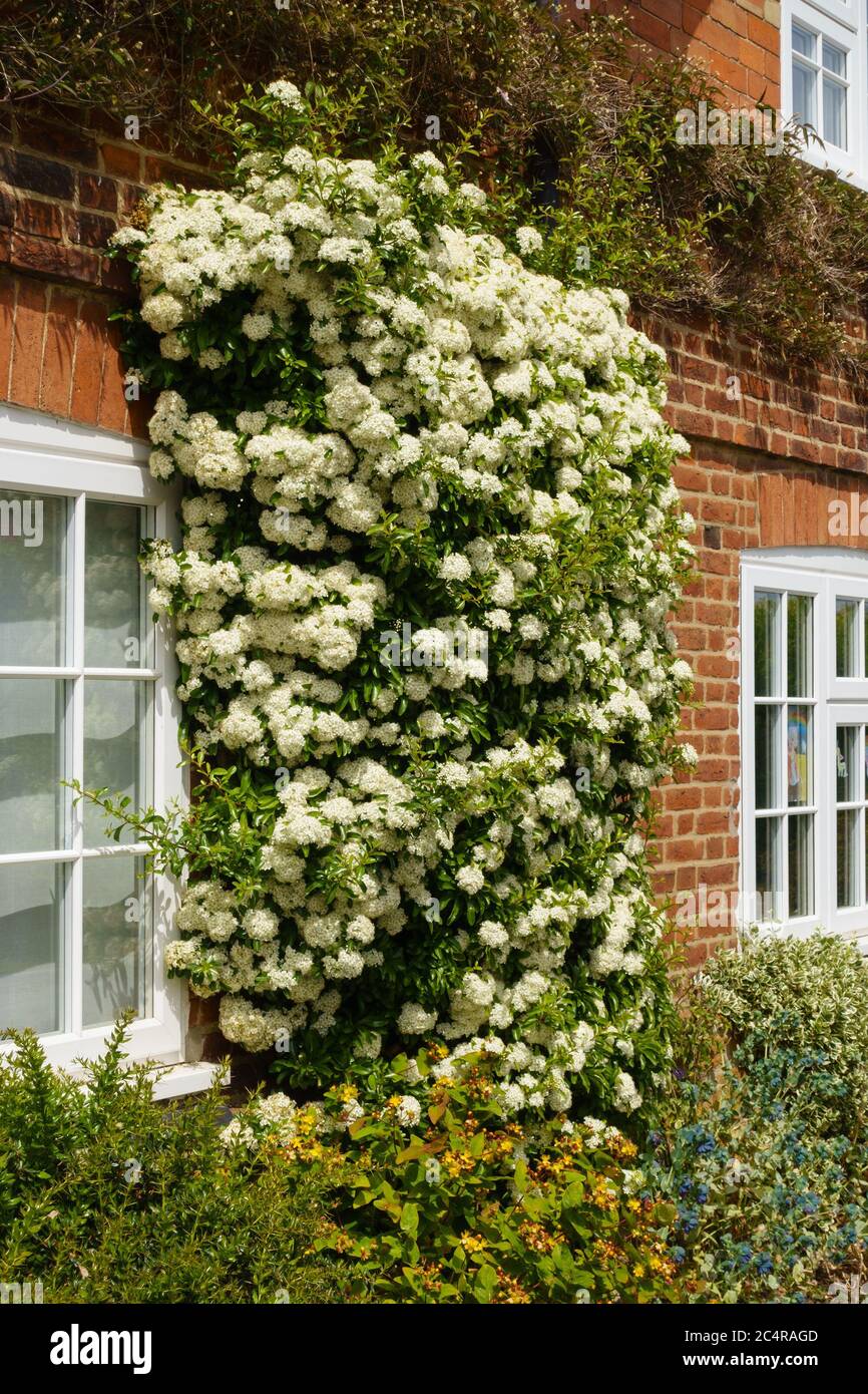 Bellissimo arbusto piracantha Firethorn coperto di fiori bianchi fioriti che crescono su vecchio muro di mattoni rossi cottage, Inghilterra, Regno Unito. Foto Stock