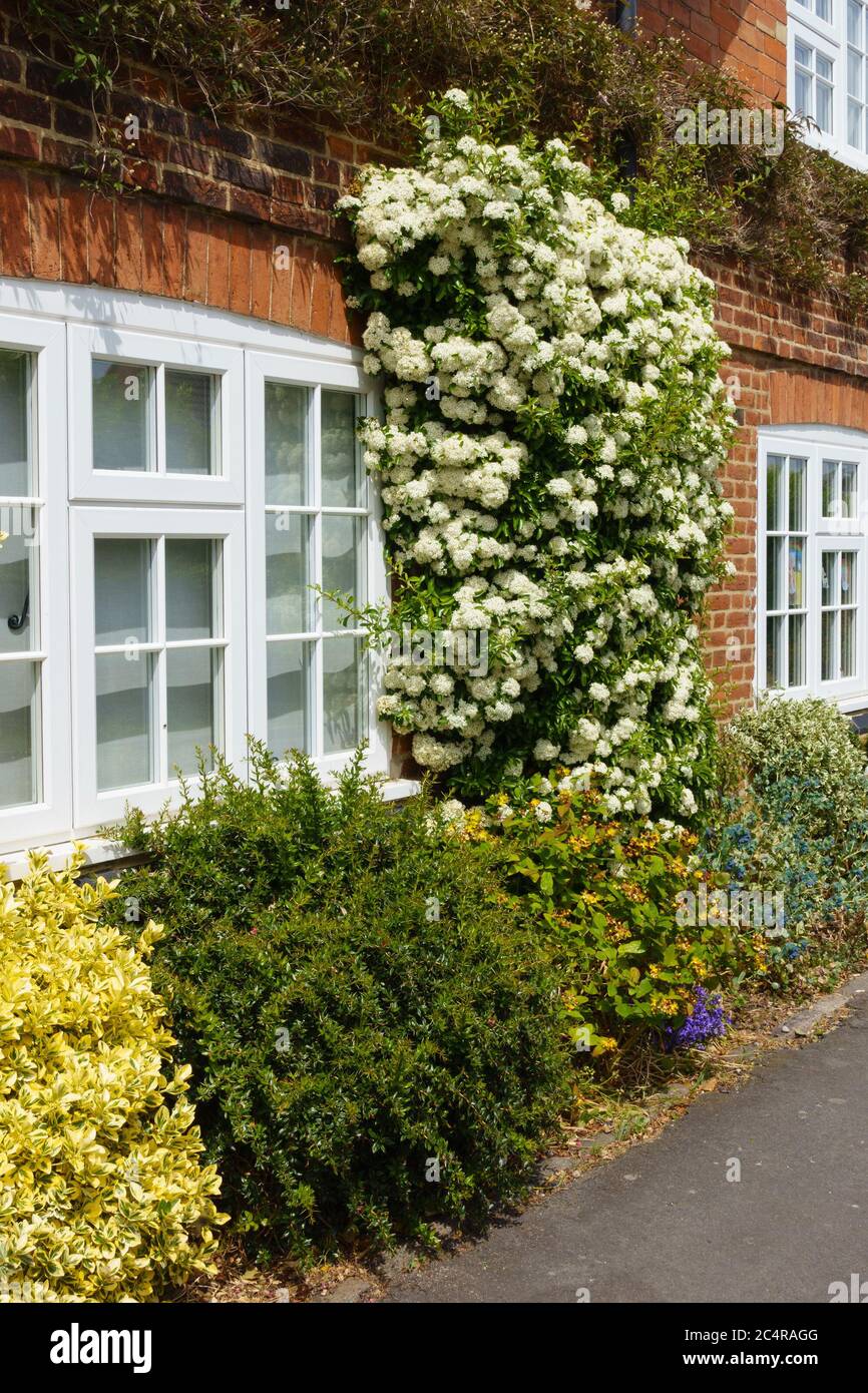 Bellissimo arbusto piracantha Firethorn coperto di fiori bianchi fioriti che crescono su vecchio muro di mattoni rossi cottage, Inghilterra, Regno Unito. Foto Stock