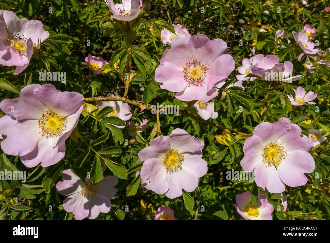 Closeup di fiori di rosa selvatica del cane (Rosa Canina) illuminato al sole in hedgerow nel mese di maggio, Inghilterra, Regno Unito. Foto Stock
