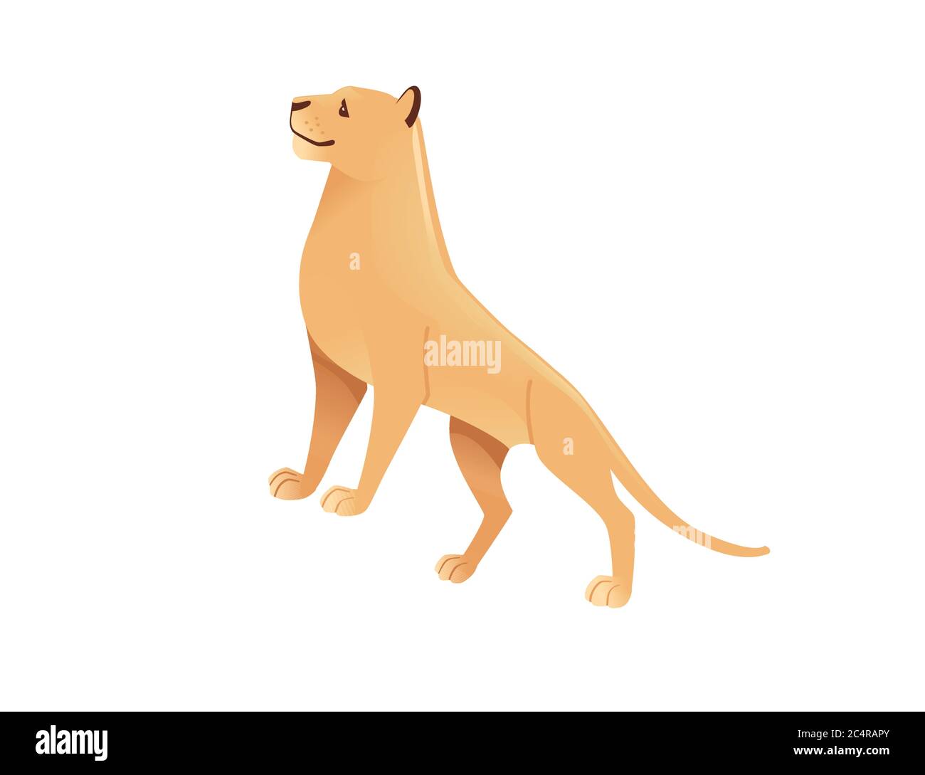 Leonessa adulta african wild predatory Cat femmina leone cartoon cute animale disegno piatto vettore illustrazione isolato su sfondo bianco Illustrazione Vettoriale