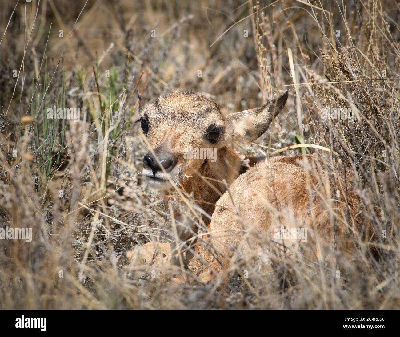 Neonato pronghorn pegno antilope nascosto nell'erba per occultamento da predatori. Foto Stock