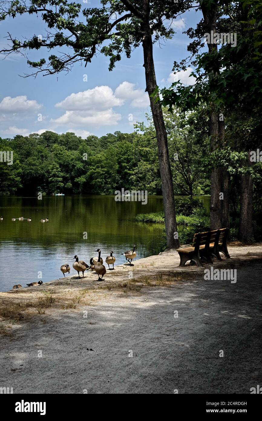 Le oche canadesi (Branta canadensis) si riuniscono in un lago in Trap Pond, Laurel, DE. Foto Stock