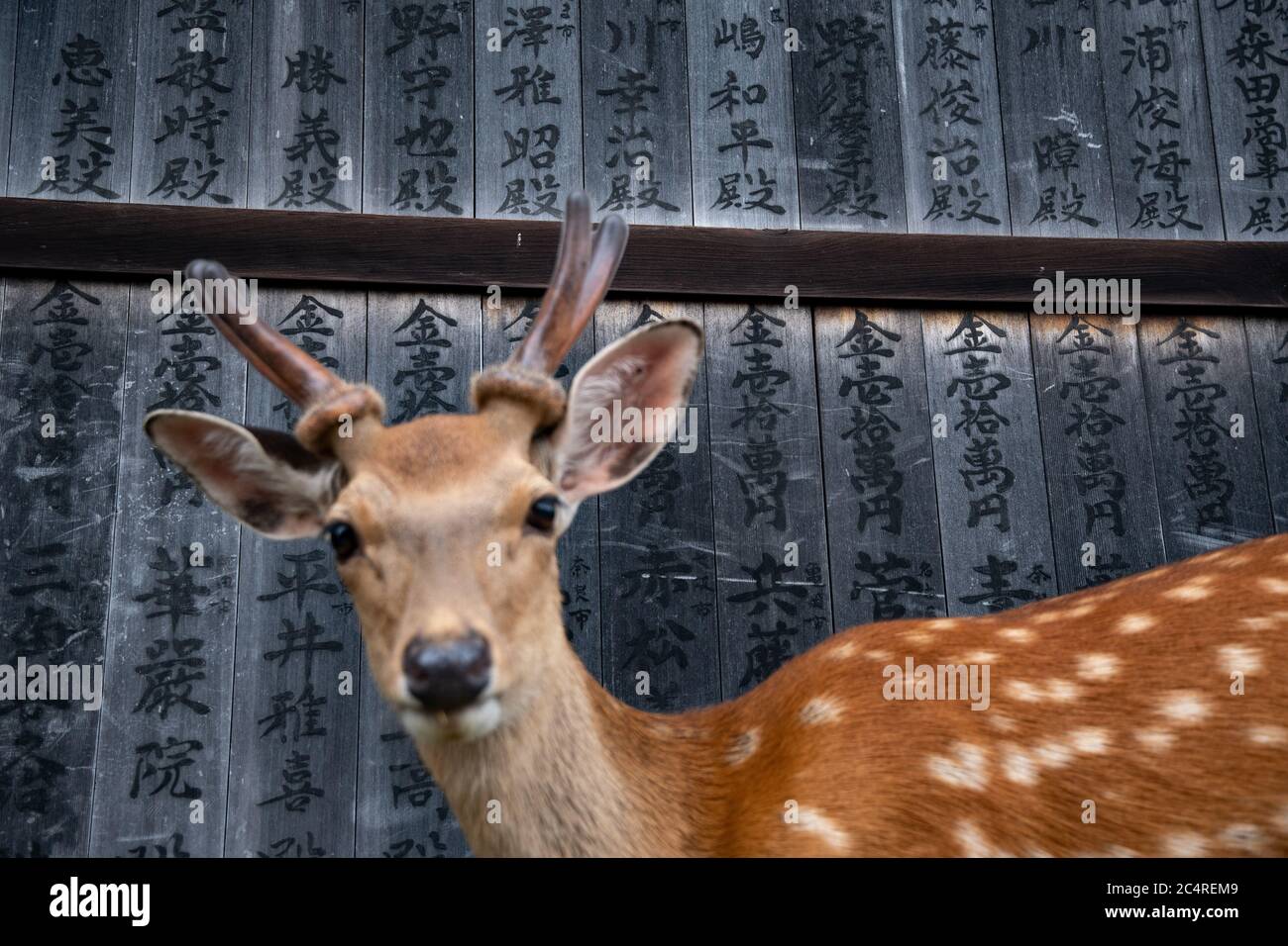 Primo piano su un giovane cervo sika che si aggira liberamente intorno ai Templi nel Parco Nara. Giappone. Foto Stock