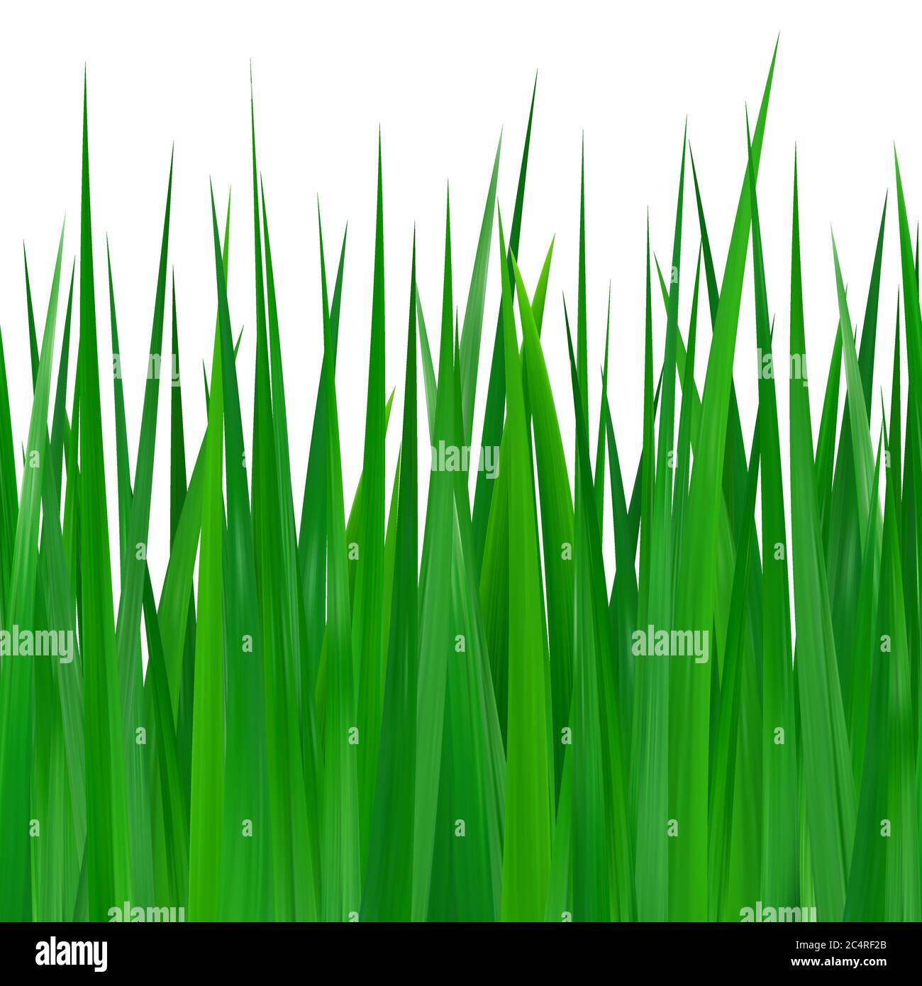 Erba verde senza cuciture isolata su sfondo bianco Illustrazione Vettoriale