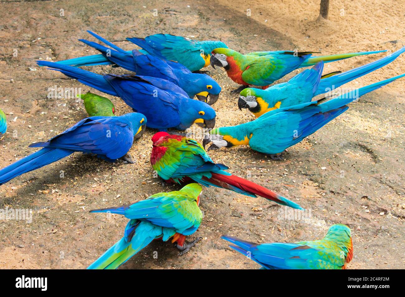 Diverse specie di macaws che mangiano dal pavimento al Parco degli Uccelli, popolare destinazione turistica vicino alle cascate di Iguazu (Foz do Iguacu, Brasile) Foto Stock