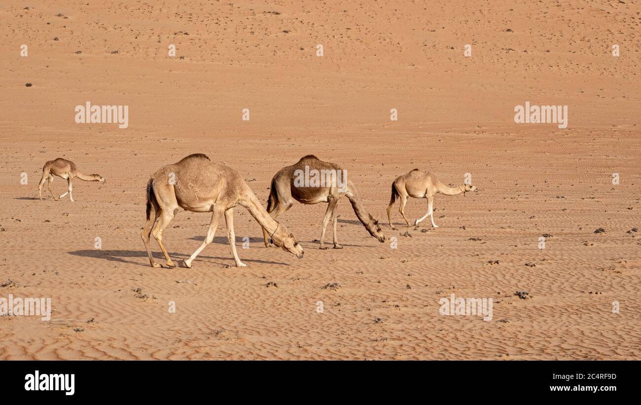 Cammelli arabi, Camelus dromedarius, che invadono nelle sabbie desertiche di Ramlat al Wahiba, Sultanato dell'Oman. Foto Stock