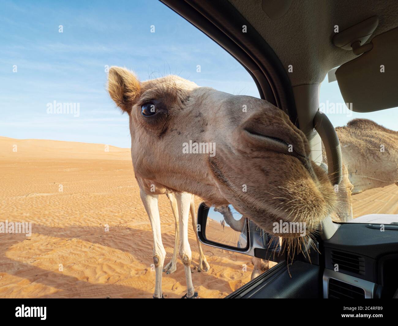 Cammello arabo, Camelus dromedarius, che si avvicina al nostro camion nelle sabbie desertiche di Ramlat al Wahiba, Sultanato dell'Oman. Foto Stock