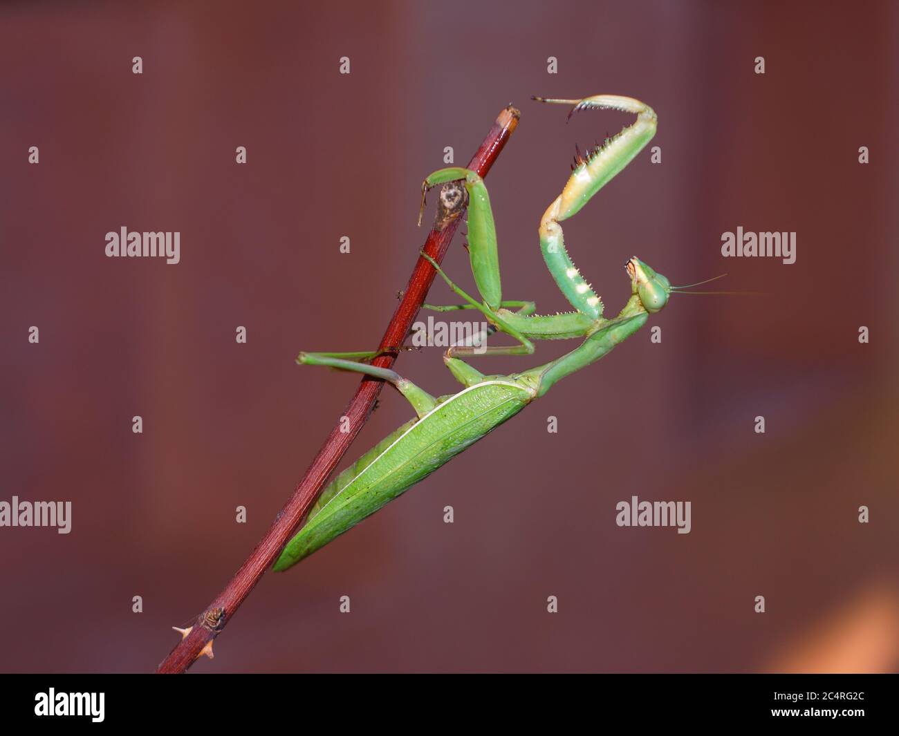 Mantis verde europeo in preghiera contro uno sfondo naturale scuro - Mantis religiosa. Foto Stock