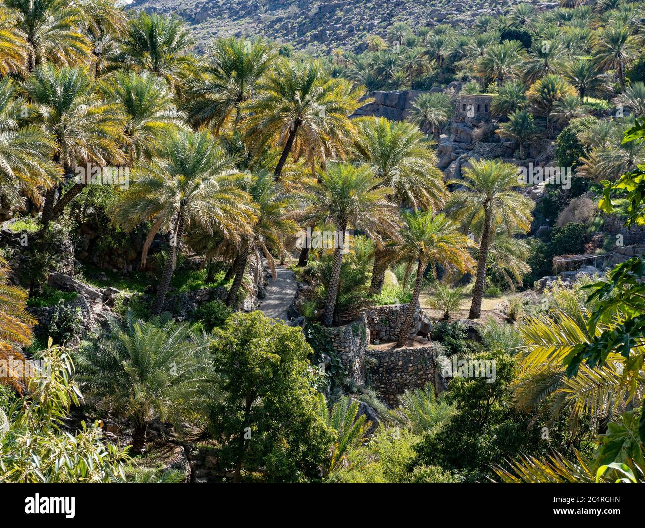Le palme da dattero circondano il vecchio villaggio di al Misfah, Sultanato dell'Oman. Foto Stock