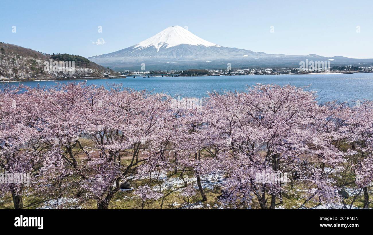 Monte Fuji si affaccia sui fiori di ciliegi primaverili sul lago Kawaguchiko in Giappone. Foto Stock