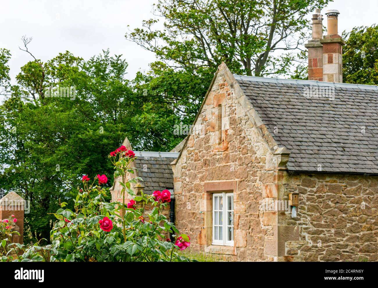 Grazioso cottage tradizionale in pietra arenaria con roseto con rose rosse, East Lothian, Scozia, UK Foto Stock