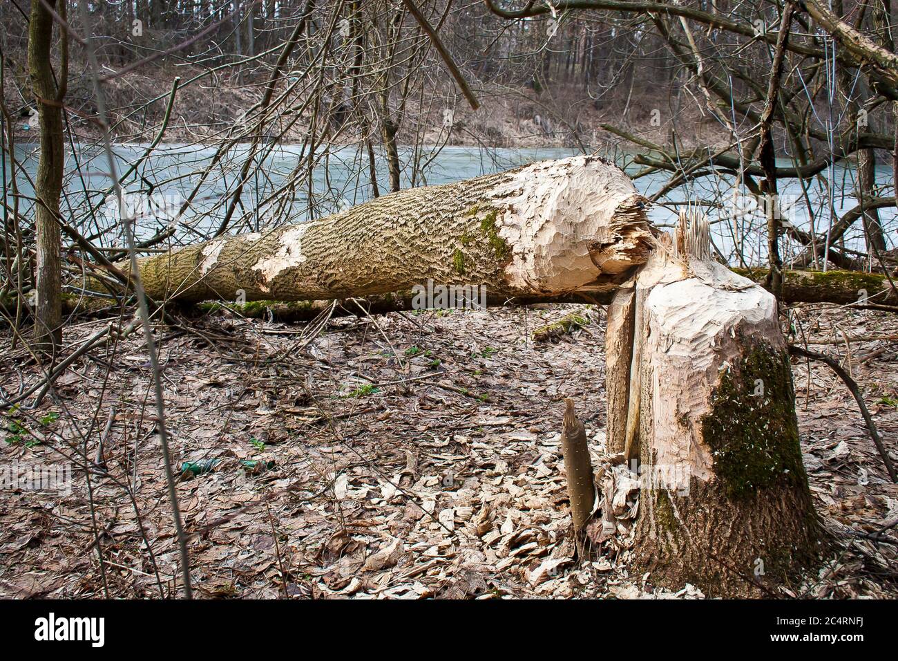 Alberi gnawed e abbattuti da castori nella foresta polacca vicino Legionowo appena a nord di Varsavia Foto Stock