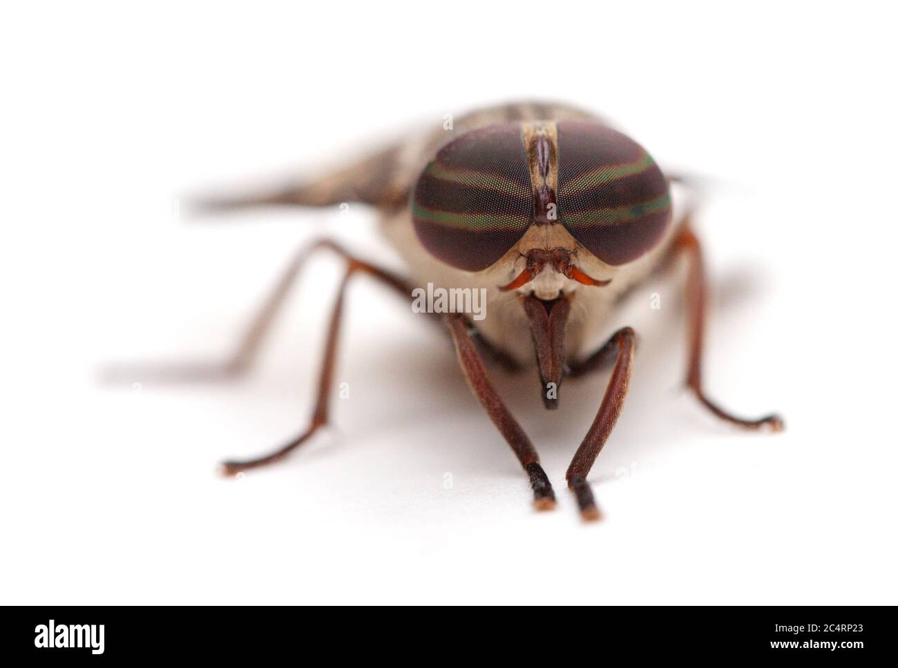 Macro shot degli occhi di una mosca di cavallo (Hybomitra lasioftalma) isolato su uno sfondo bianco Foto Stock