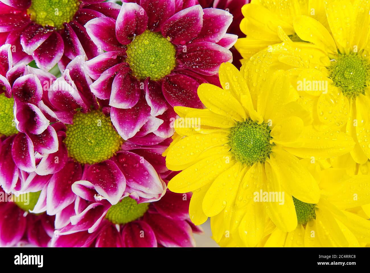 Bel crisantemo fresco rosa e giallo, primo piano, fiori di margherite rosa e giallo. Primo piano. Foto Stock