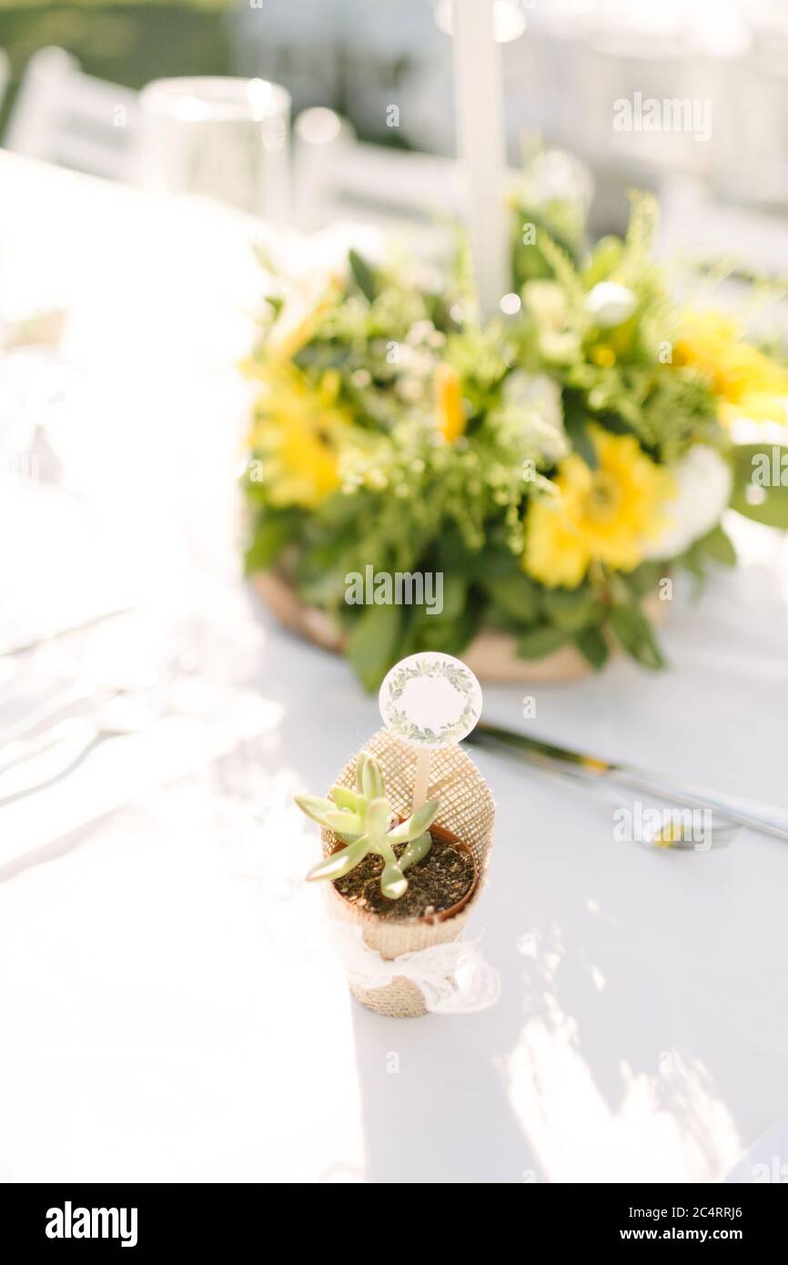 Succulento. Regalo di nozze. Circondato da carta kraft e verde frondoso. Foto Stock