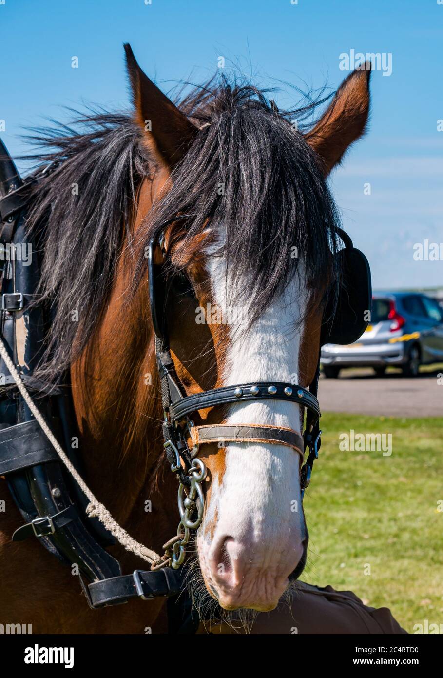 Primo piano della testa di cavallo di Clydesdale con gli scudi oculari. Evento bellico, Fortuna Est, Lothian Est, Scozia, Regno Unito Foto Stock
