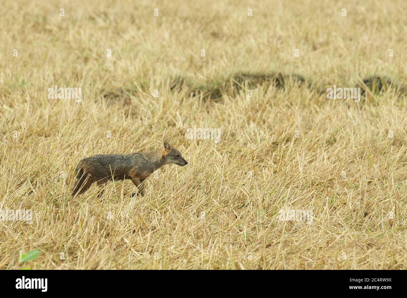 Uno Sri Lanka Jackal (Canis aureus naria) a caccia in un campo di erba secca vicino al Parco Nazionale di Yala, Sri Lanka Foto Stock