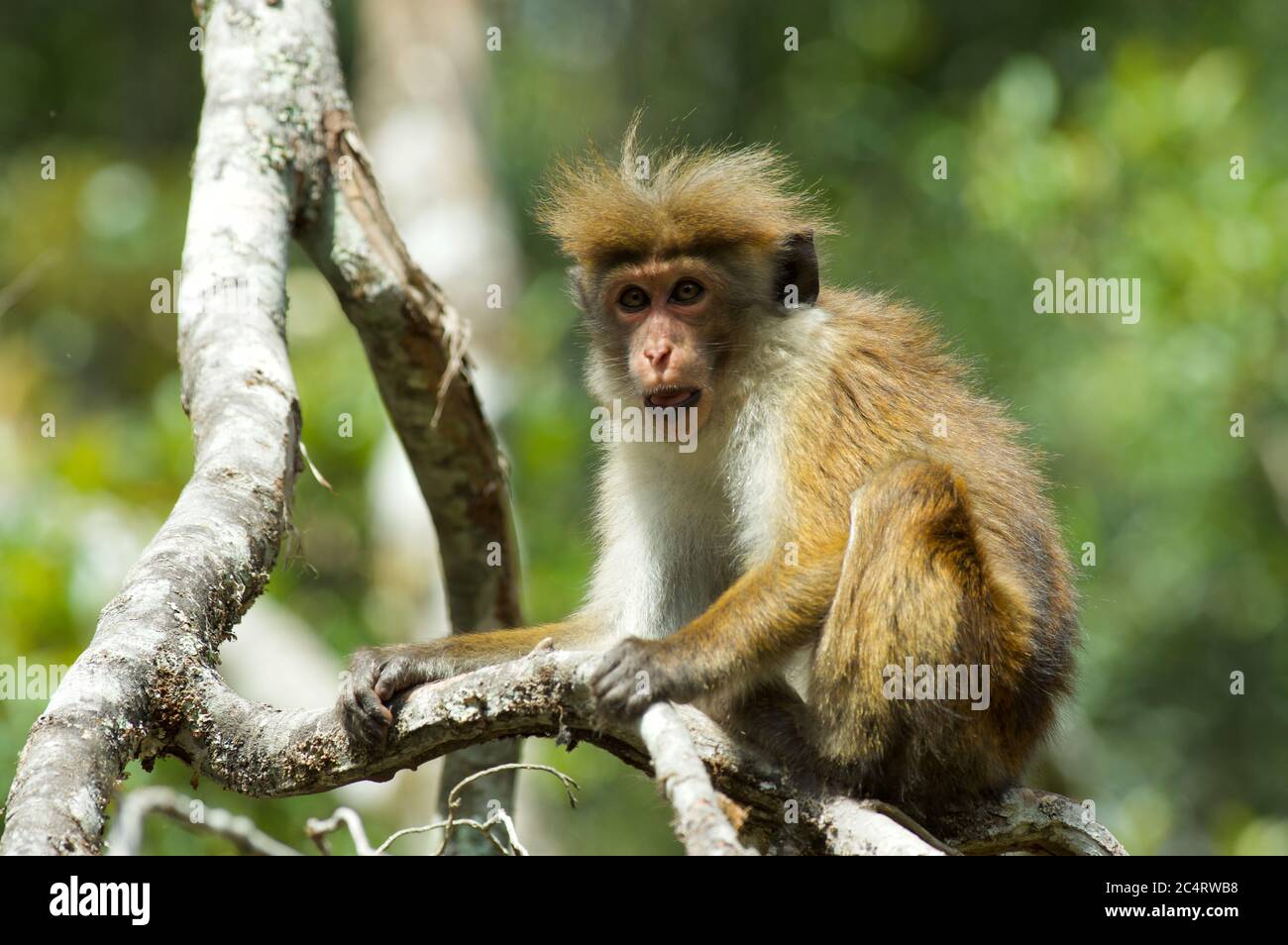 Un altopiano Toque Macaque (Macaca sinica opisthomelas) che vive selvaggiamente nei Giardini Botanici di Hakgala, Nuwara Eliya, Sri Lanka Foto Stock