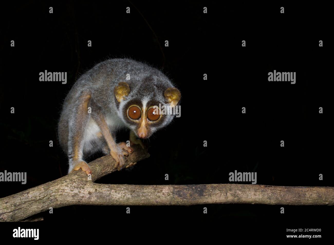 Un carino, dagli occhi grandi Highlands grigio snello Loris (Loris lydekkerianus grandis) su un ramo sottile di notte nella Foresta di conservazione di Knuckles, Sri Lanka Foto Stock
